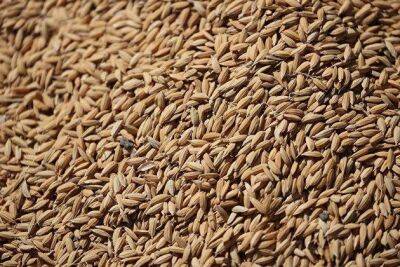 Reuters сообщило о росте спроса на индийский рис после запрета на вывоз пшеницы из страны
