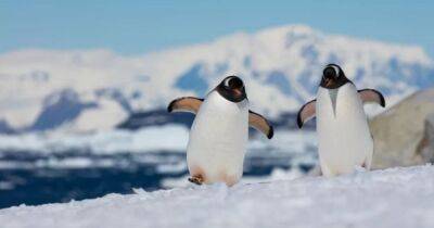 Где все-таки холоднее, на Северном или Южном полюсе: ученые дали свой ответ