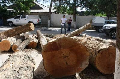 В Узбекистане вновь увеличат штрафы за рубку деревьев. Депутаты до сих пор уверены, что это поможет