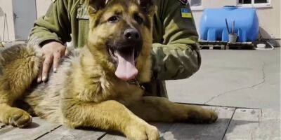 «Хоть мал, но уже грозный». Национальная полиция познакомила украинцев с будущим работником — псом Байрактаром