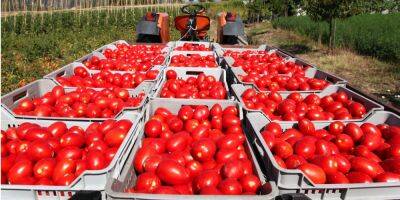 Чем подкармливать помидоры. 3 подкормки и лучшие натуральные удобрения