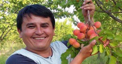 В Таджикистане начался сбор ранних сортов абрикоса