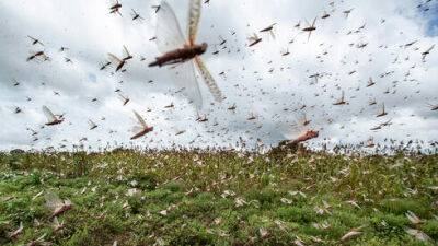 Впервые в Израиле: специальный радар позволит обнаруживать массовое нападение насекомых