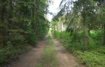 Ограничения на посещение лесов введены во многих районах Беларуси