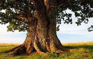 Ученый нашел самое древнее дерево в мире