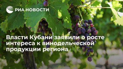 Глава Краснодарского края Кондратьев: интерес к винодельческой продукции региона растет