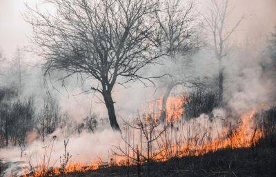 В России штрафы за пожары в лесах подняли в десять раз