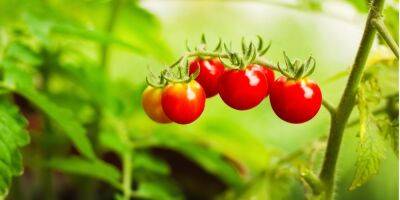 Пасынкование томатов: как, когда и зачем удалять боковые побеги - nv.ua - Украина
