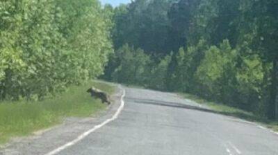 Тюменские грибники встретили на дороге медведя