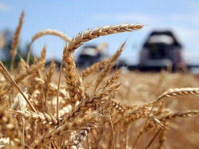 Зеленский: На Украине заблокировано 25 млн тонн зерна, а к осени будет 75 млн