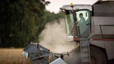 Пшеничные радости: аграрии Согда собирают первый урожай и ждут снижения цен