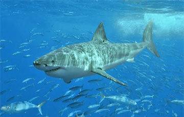 К тигровой акуле прикрепили камеру и посмотрели, как она охотится