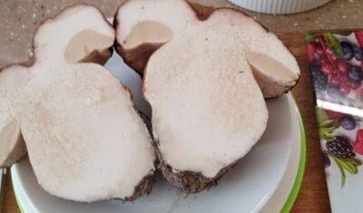 Недалеко от Тюмени грибники ведрами собирают белые грибы
