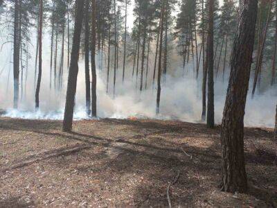 Из-за обстрела на Харьковщине загорелось 2,5 га соснового леса (фото)