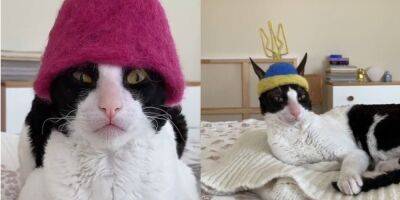 А чего ты добился в жизни? Котик Леон в смешных шапках собирает миллионы просмотров в TikTok, одно из видео оценил Kalush