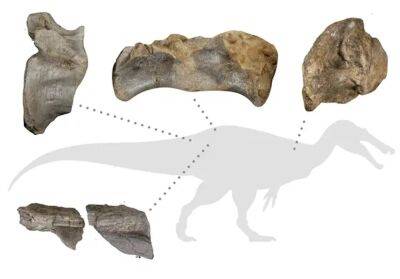 На острове Уайт обнаружены кости крупнейшего в Европе хищного динозавра