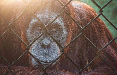 Орангутан хотел избить и затащить в клетку дразнившего его посетителя зоопарка