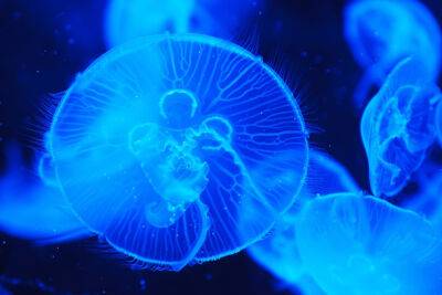 К берегам Израиля пришли полчища медуз