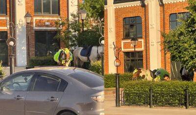 Тюменские коневоды работают на Аллее кошек в центре города - nashgorod.ru
