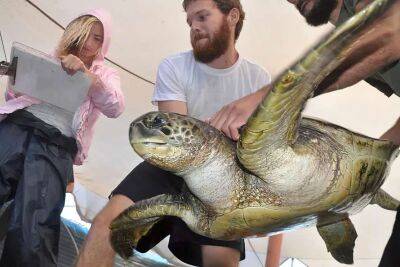 Рідкісні морські черепахи випущені на волю після тривалої реабілітації