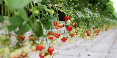 Производство ягод в России может снизиться из-за санкций