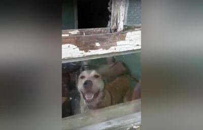 В Тверской области хозяин оставил собаку в запертом доме на два месяца
