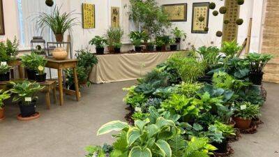 Выставка хост "400 оттенков зелёного" проходит в Ботаническом саду Петра Великого