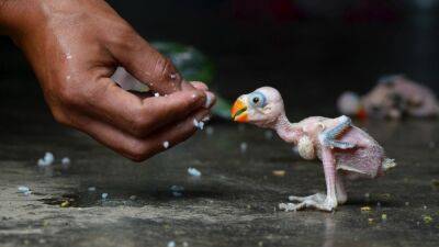 Исчезнувшие голубые ара вернулись в Бразилию