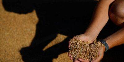 Лукашенко может получать украденное украинское зерно от РФ в качестве «компенсации» — журналист