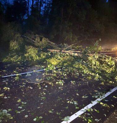 Жители Тверской области поблагодарили водителей, расчистивших дорогу от поваленных деревьев