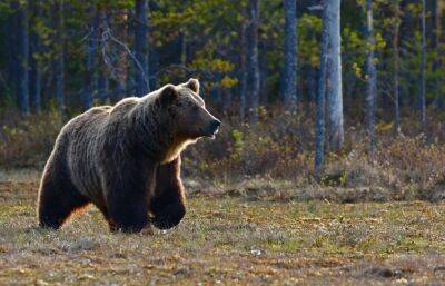 Медведь пугает жителей и разоряется пасеки в Максатихинском районе Тверской области