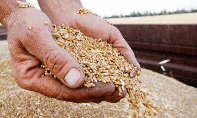 США снизили оценку урожая пшеницы в Украине