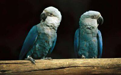 «Вимерлий» вид папуг повертається до Бразилії