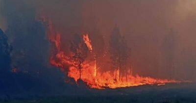 Во Франции бушуют лесные пожары, выгорели сотни гектаров (ФОТО)
