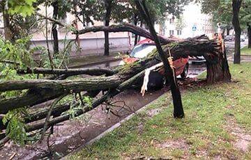 Александр Рогачук - В Бресте ветер ломал деревья, повреждены шесть автомобилей - charter97.org - Белоруссия