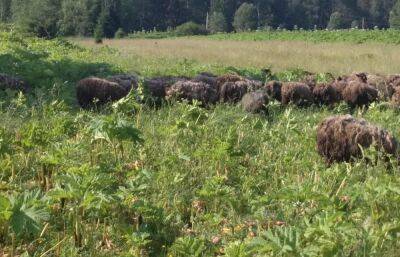 Овцы помогают бороться с борщевиком Сосновского в Тверской области