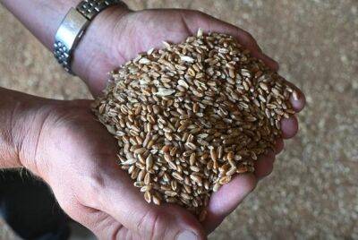 рф согласилась на перемирие на время транспортировки зерна с Украины – Reuters