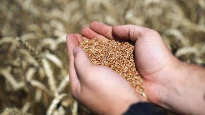 Пшеница в руках: мошенники раскручивают схему с инвестициями в зерно