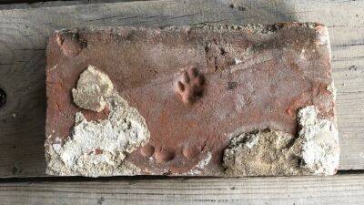 В «Речпорту» нашли самый милый кирпич Тюмени — со следом от лапки котика