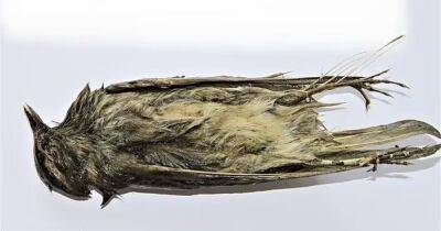 Стріли та муміфікований птах: у Норвегії виявили унікальний склад артефактів (фото)