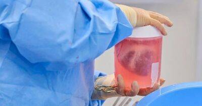 Нова успішна пересадка серця свині людині: двоє пацієнтів отримали важливий орган