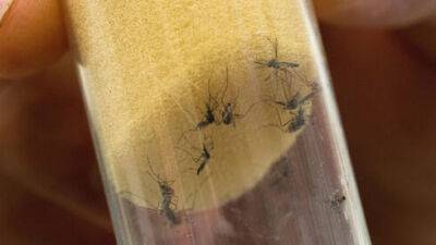 Израилю угрожает нашествие опасных комаров