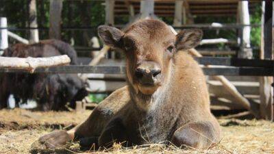 В зоопарке Ельниковской рощи выбрали имя детенышу бизона