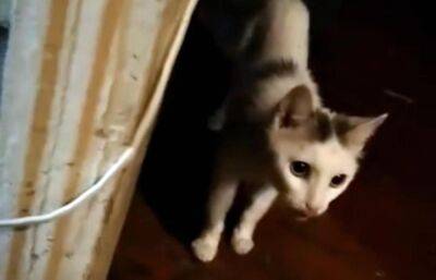 В Тверской области зоозащитники просят помощи для одинокой бабушки и ее кота