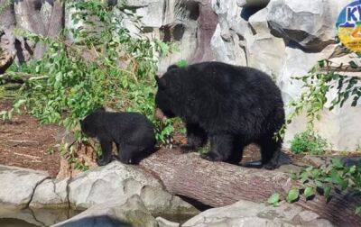 В киевском зоопарке медвежонок Бэри впервые вышел "на публику" - korrespondent.net - Украина