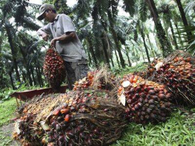 Индонезия отменяет таможенную пошлину на экспорт пальмового масла до 31 августа