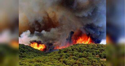 Європа у вогні: кількість загиблих внаслідок спеки та пожеж у Португалії та Іспанії перевищила тисячу людей