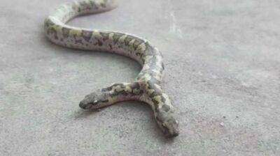 Двоголову змію зняли на відео в Індії