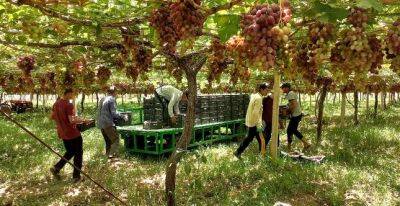 Виноградарское хозяйство Турсунзаде начало экспортировать виноград в Россию