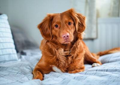 Парламент Чехии поддержал создание единого госреестра собак